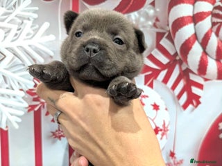 Chow Chow dogs French chows - Advert 3