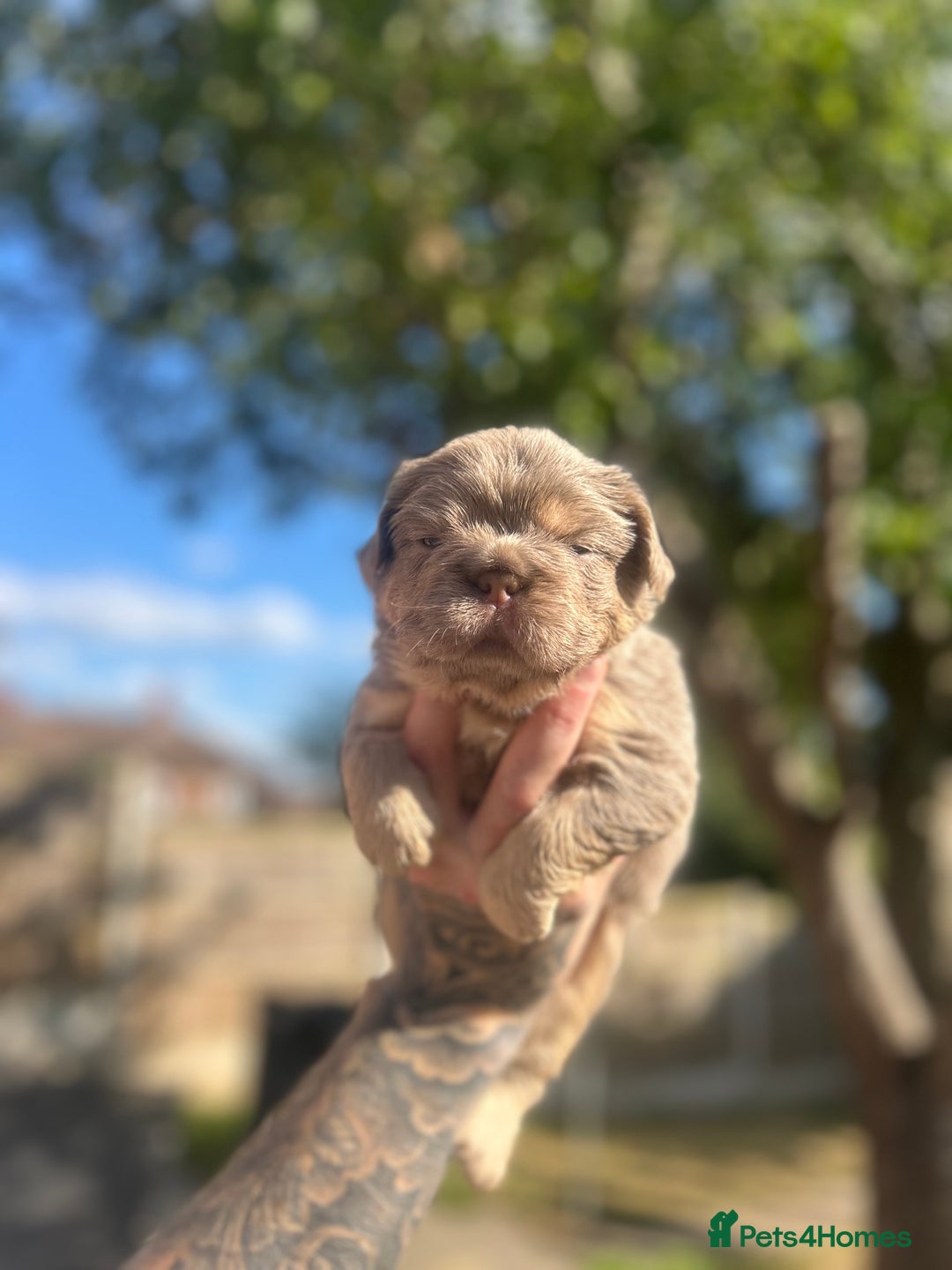 French Bulldog dogs for sale: Litter of KC Registered French bulldog pups.  - Image 21