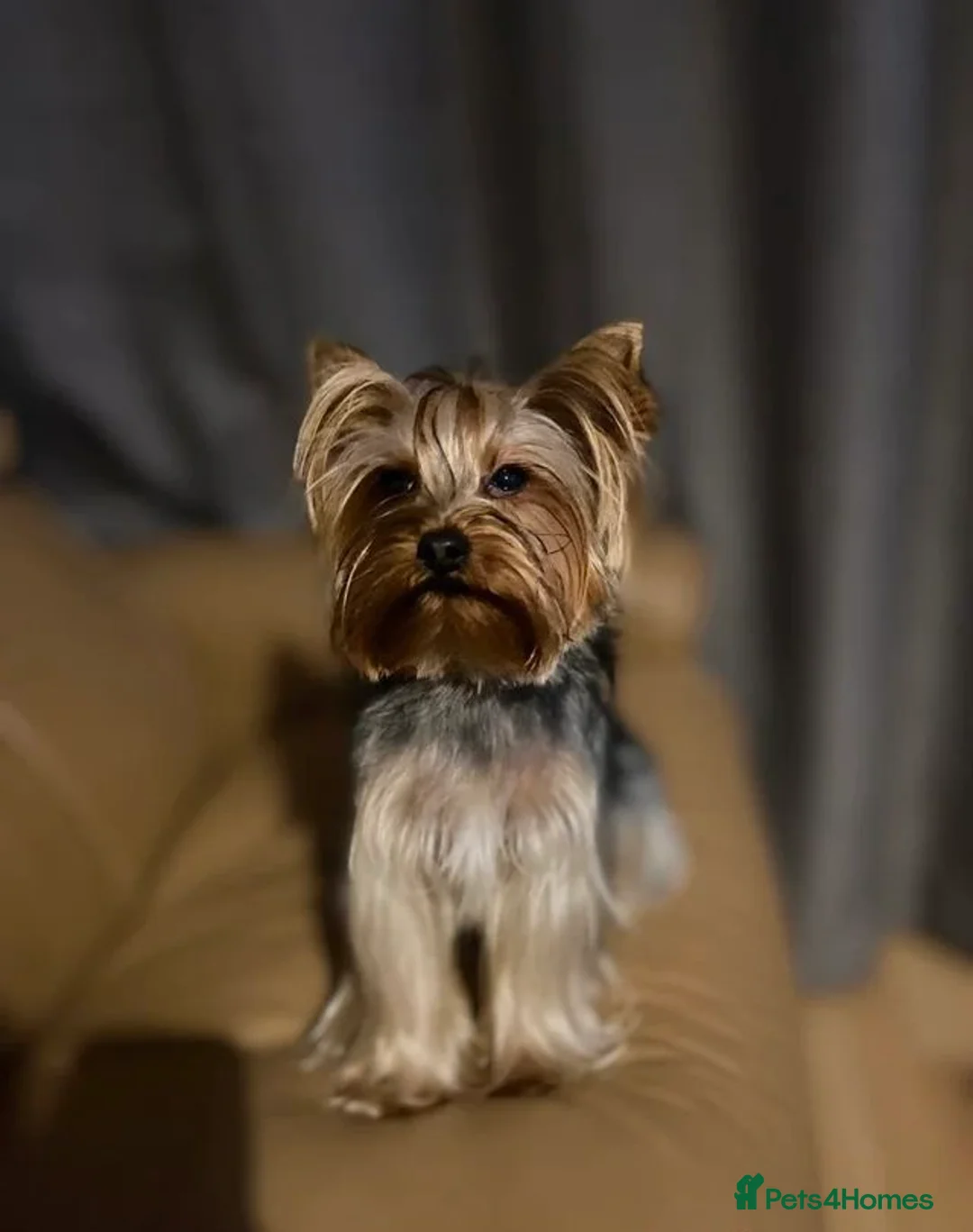 Yorkshire Terrier dogs for sale: Tiny and Adorable Yorkie Puppies (Boy and Girl) - Advert 7