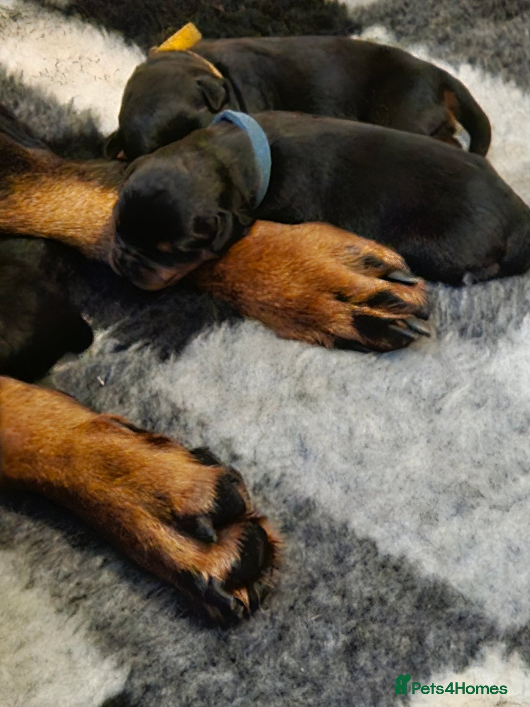 Rottweiler dogs for sale: KC Registered Rottweiler Puppies excellent lineage - Image 8