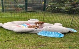 Miniature Dachshund dogs for sale: Pure Piebald Miniature Dachshunds Champion Lines - Image 12