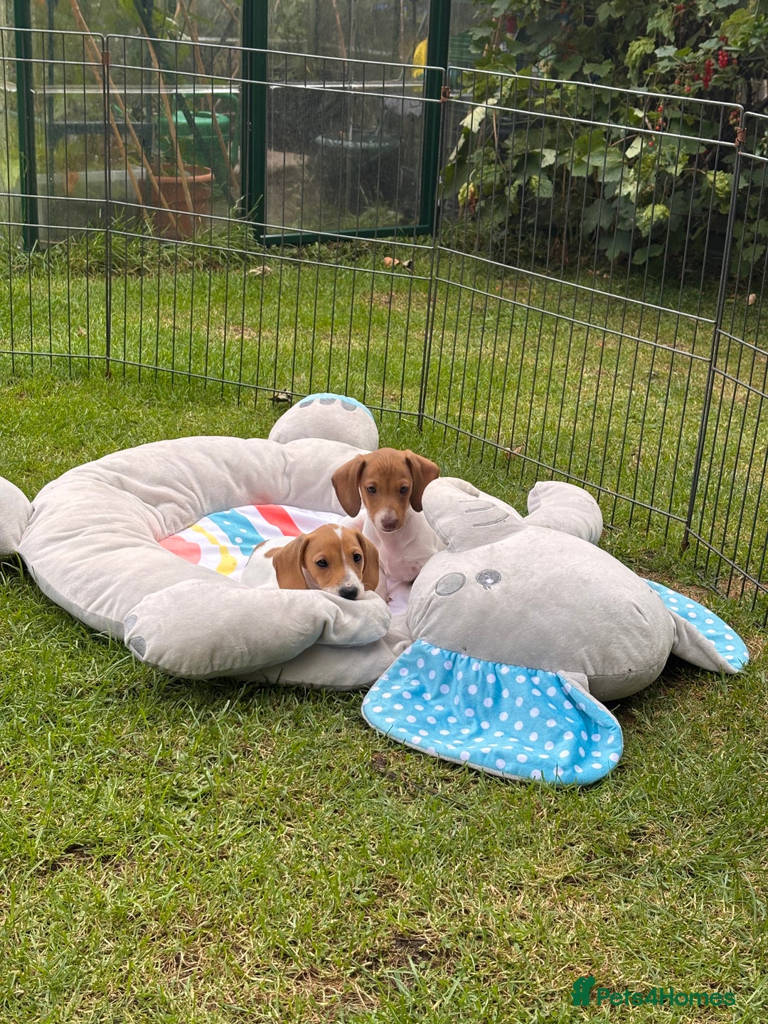 Miniature Dachshund dogs for sale: Pure Piebald Miniature Dachshunds Champion Lines - Image 12