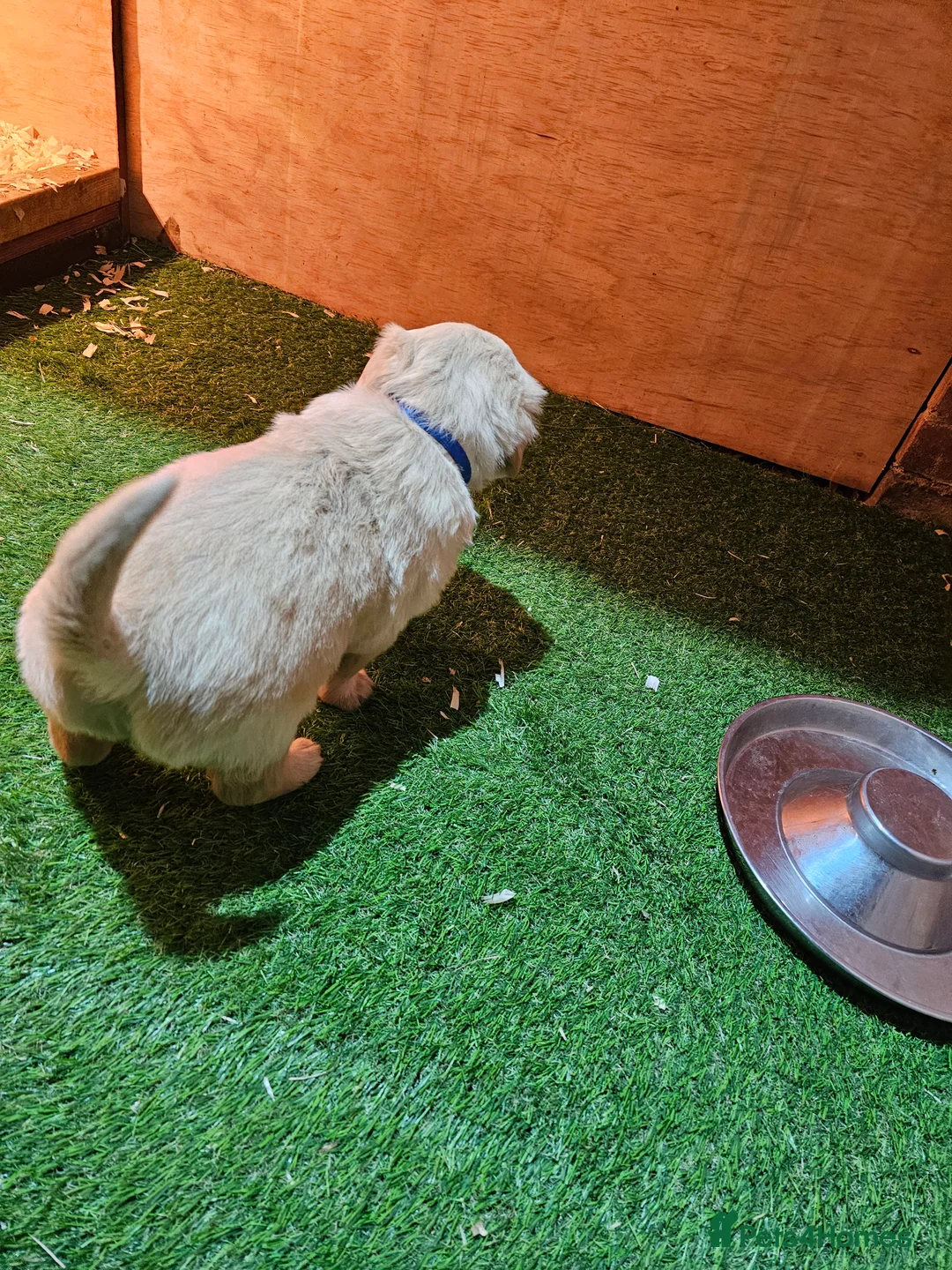 Golden Retriever dogs for sale: Golden retriever puppy for sale in Harrow  London - Advert 5
