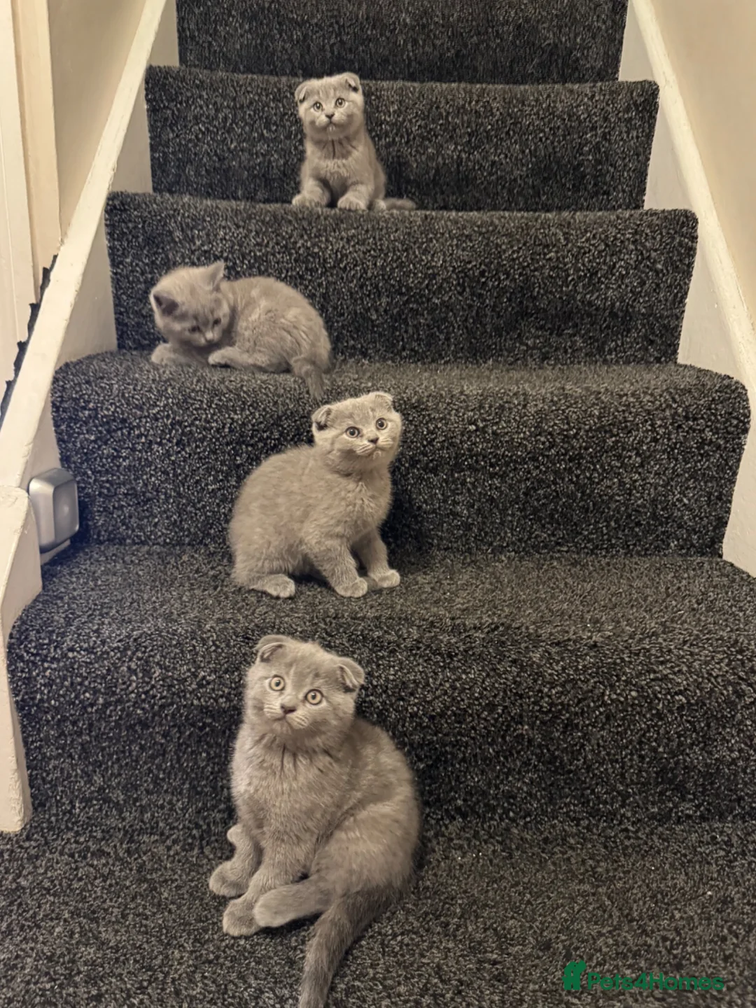 Scottish Fold cats for sale: Four Gorgeous Scottish Fold kittens READY NOW in Reading - Advert 2