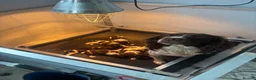 English Springer Spaniel dogs for sale: Fantastic ESS puppies  - Advert 5