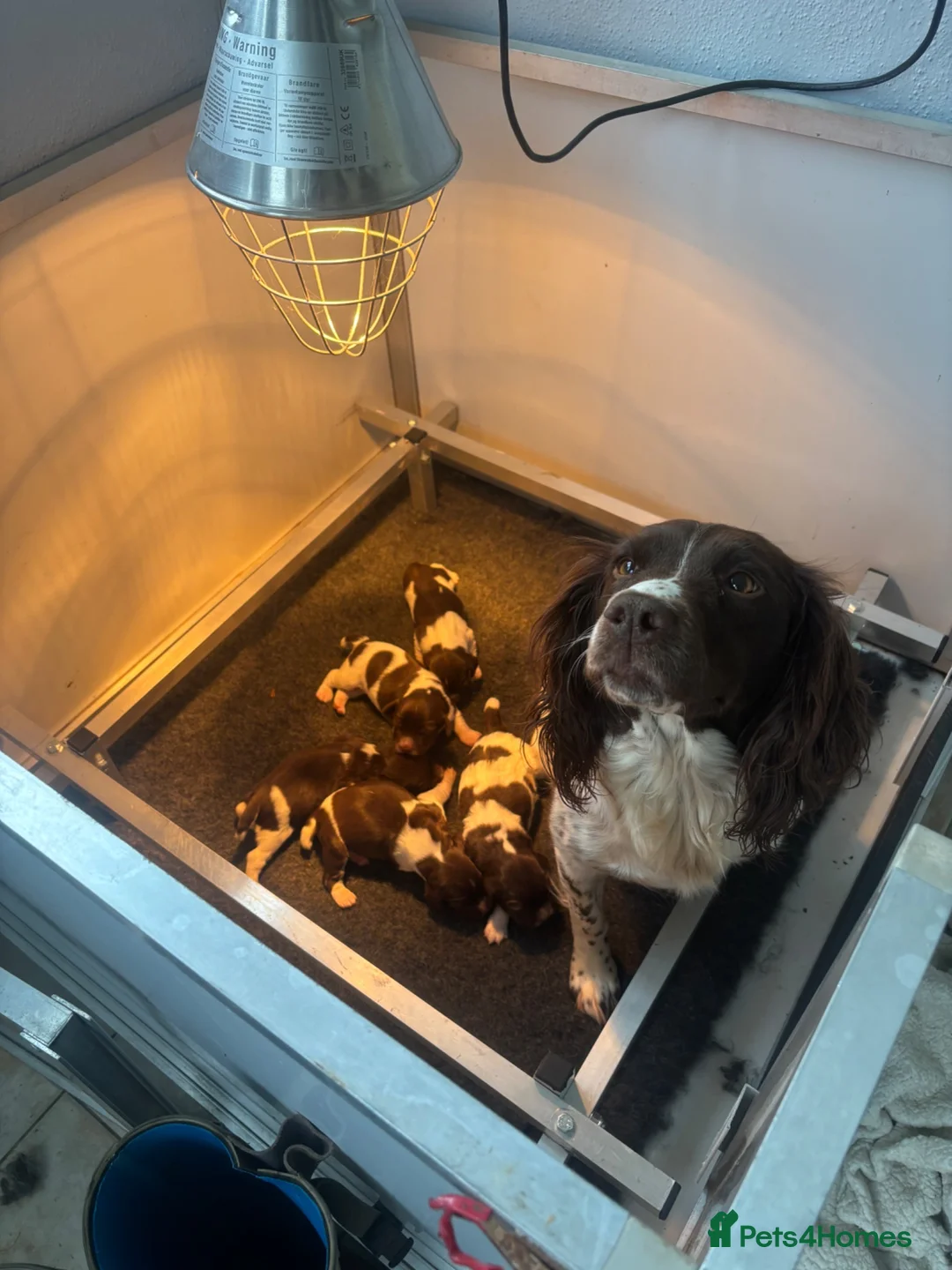 English Springer Spaniel dogs for sale: Fantastic ESS puppies  - Advert 5