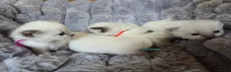 Ragdoll cats for sale: 4 Beautiful Ragdoll kittens, 2 Seal, 2 Lilac - Advert 19