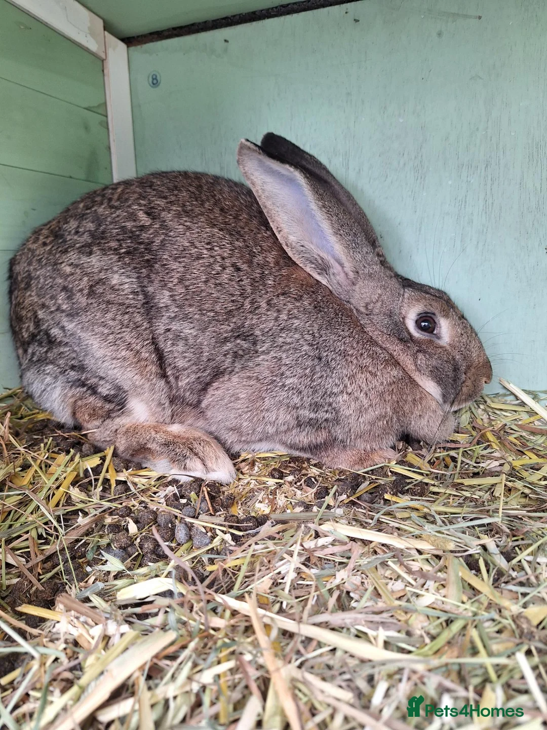 Continental Giant rabbits for sale: Young female giants looking for loving homes in Preston - Advert 7
