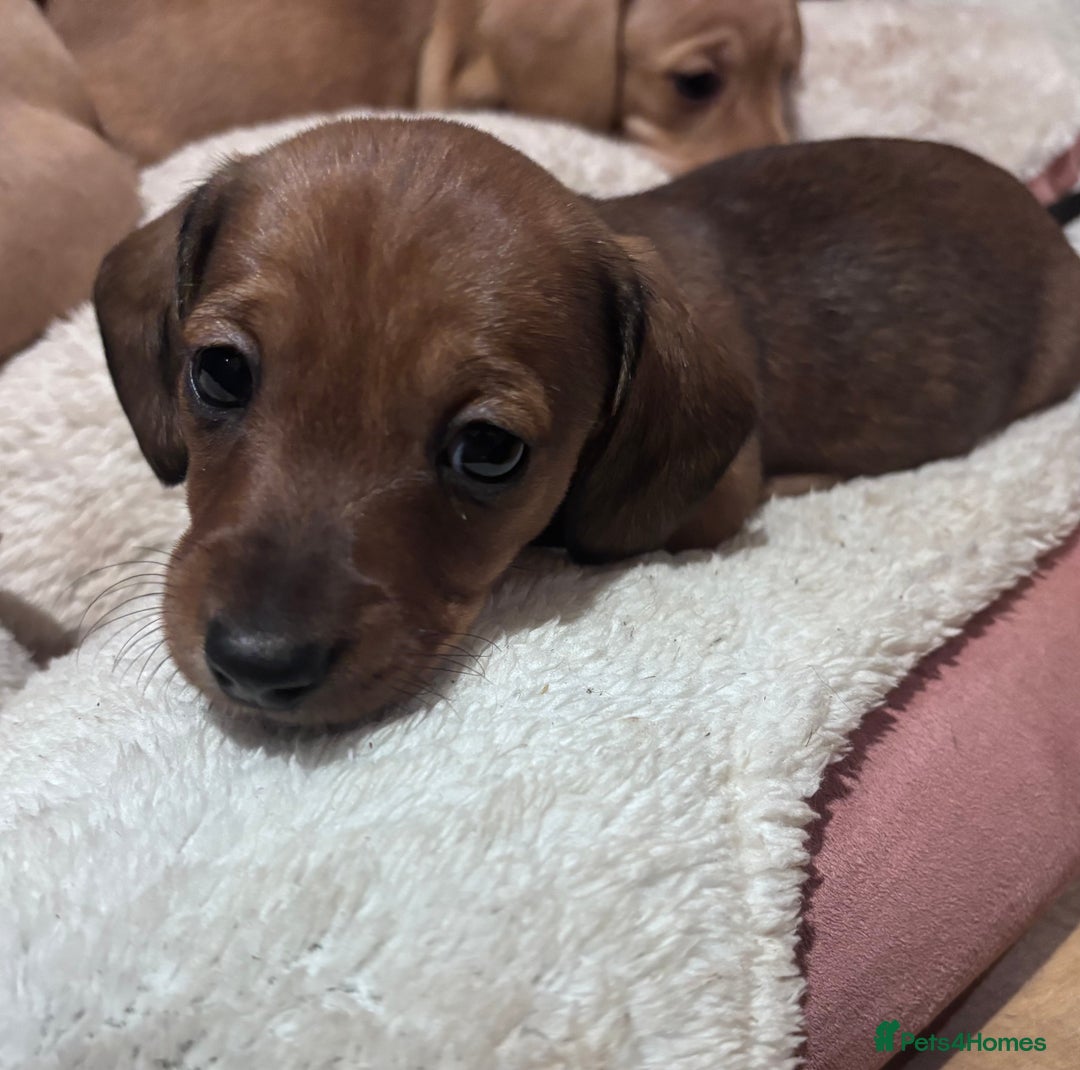 Miniature Dachshund dogs for sale: Miniature Dachshund puppies  - Advert 5