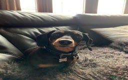 Dachshund dogs for adoption: Dachshund - Image 3