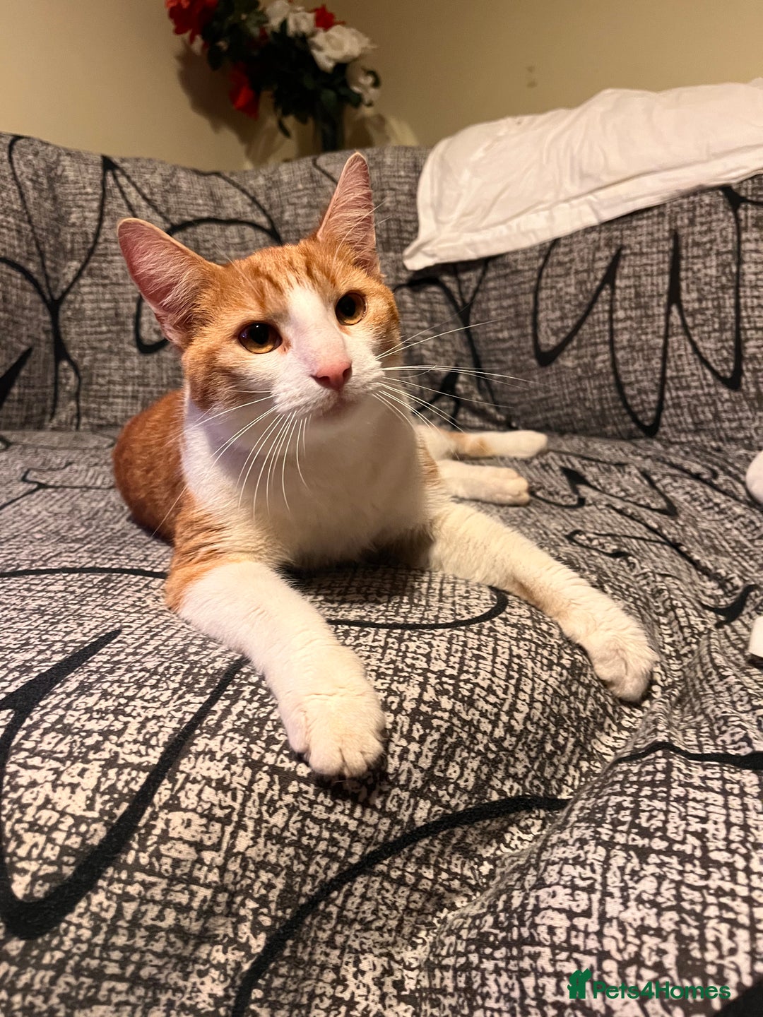 Mixed Breed cats for sale: 5 Mixed breed kittens for sale - Image 13