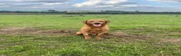 Labrador Retriever dogs for sale: Stunning KC REG fox red Labrador male  - Advert 5