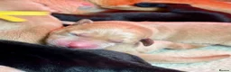 Labrador Retriever dogs for sale: KC Registered Labrador Puppies Red & Black in Bristol - Advert 11