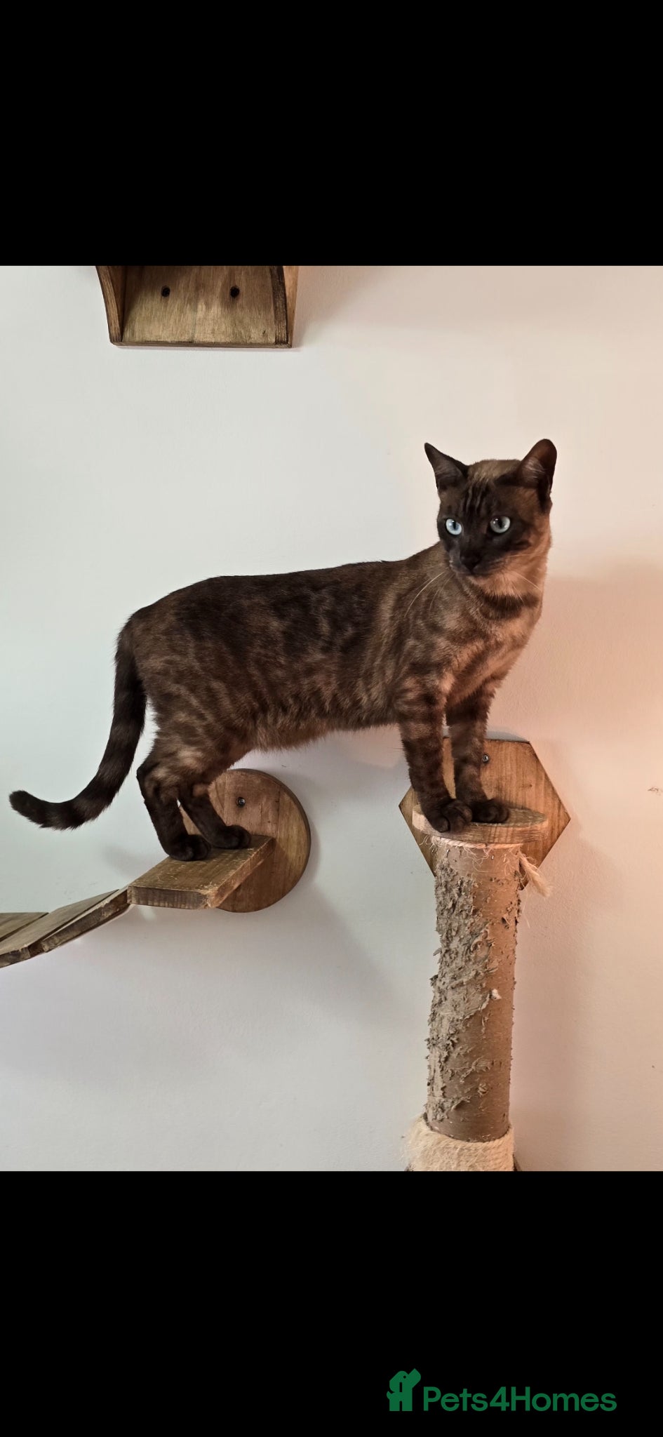 Bengal cats for sale: Tica registered solid Mink bengal girl in Norwich - Advert 3