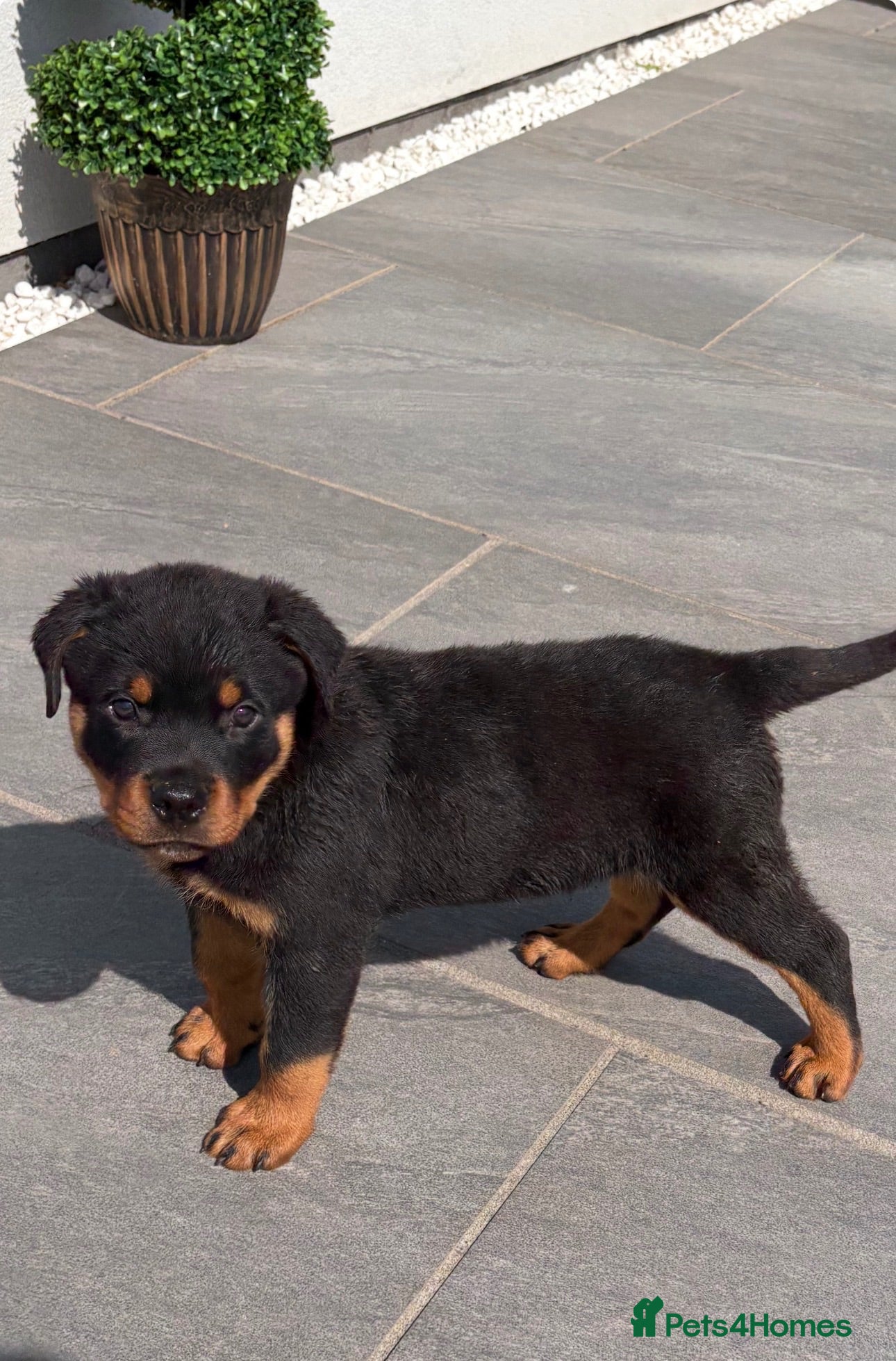 Rottweiler dogs Beautiful litter of KC Rottweilers  - Advert 1