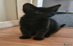 Mixed Breed cats for sale: 4 Beautiful Kittens - Image 14