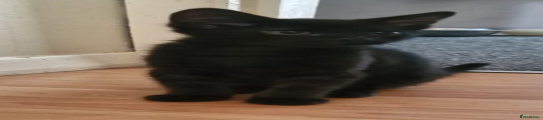 Mixed Breed Kitten 2