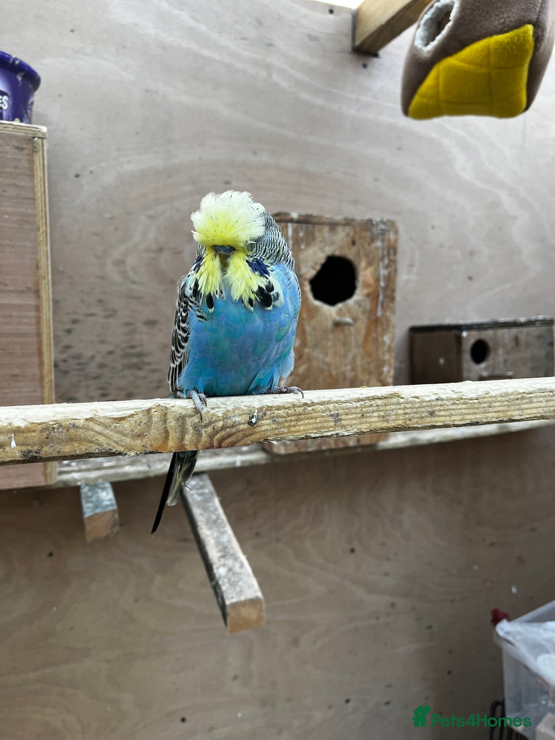 Mixed Breed birds for sale: Pair of Conures, Exhibit Budgie, Lutino Cockatiel - Advert 8