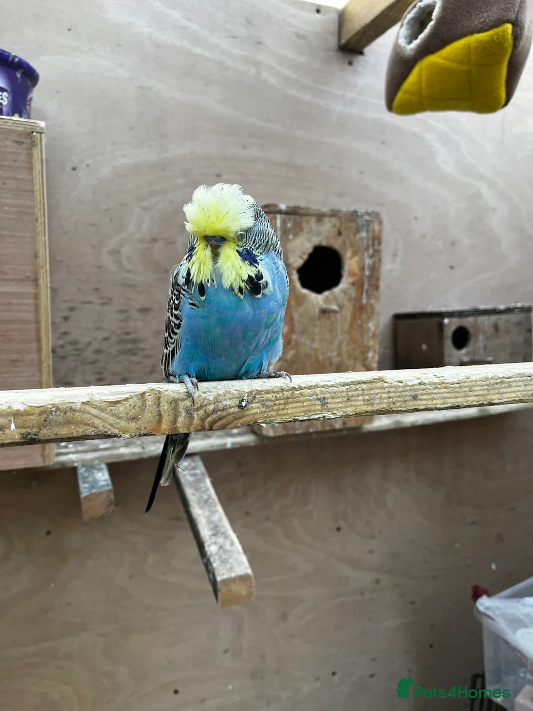 Mixed Breed birds for sale: Pair of Conures, Exhibit Budgie, Lutino Cockatiel - Advert 8