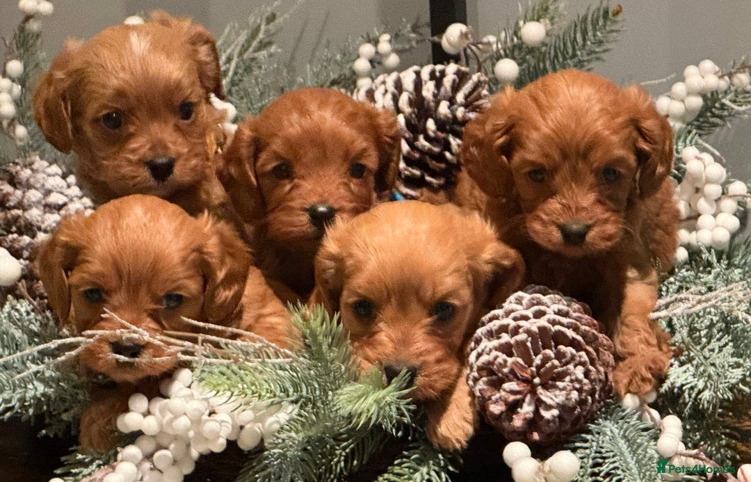 Cavapoo dogs for sale: Happy, healthy, playful litter of red cavapoos   - Advert 1