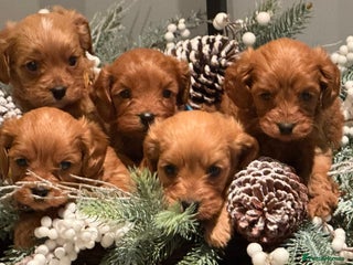 Cavapoo dogs Happy, healthy, playful litter of red cavapoos - Advert 1
