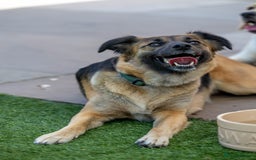 Mixed Breed dogs for adoption: Super Shelby - Image 26