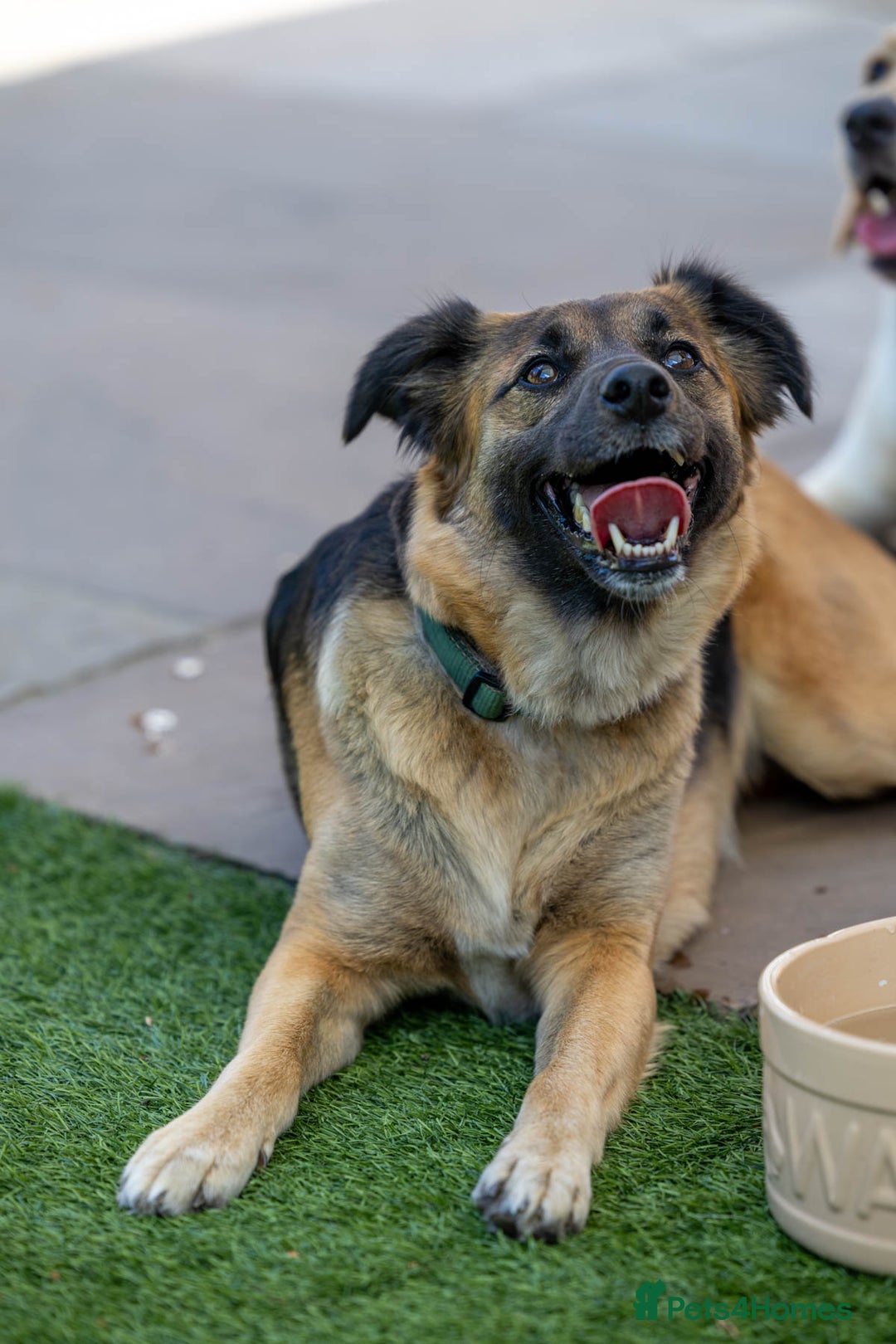 Mixed Breed dogs for adoption: Super Shelby - Image 26