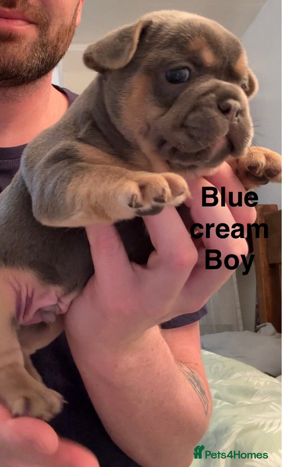 French Bulldog dogs for sale: 4 beautiful blue French bulldogs  - Image 1