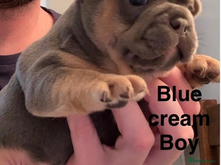 French Bulldog dogs for sale - Advert 1
