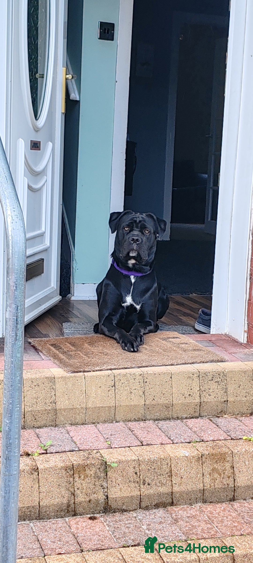 Cane Corso dogs for sale: Cane Corso  - Advert 10