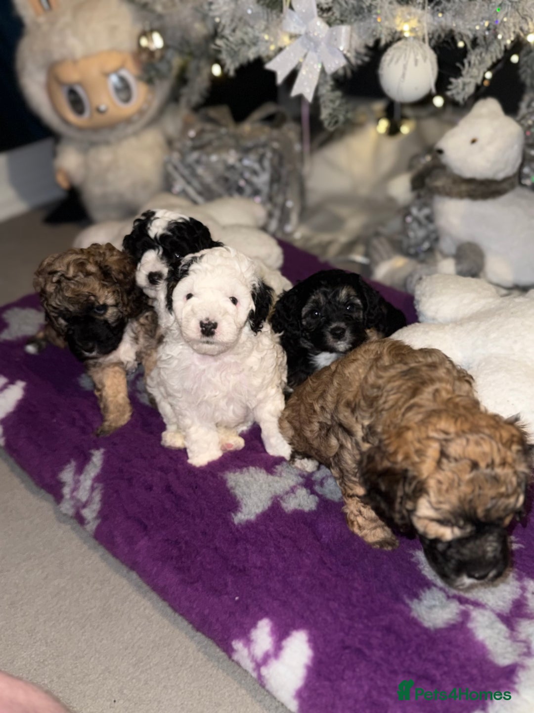 Cavapoo dogs for sale: Gorgeous rare Cavapoo F1B puppies 🐶  - Image 11