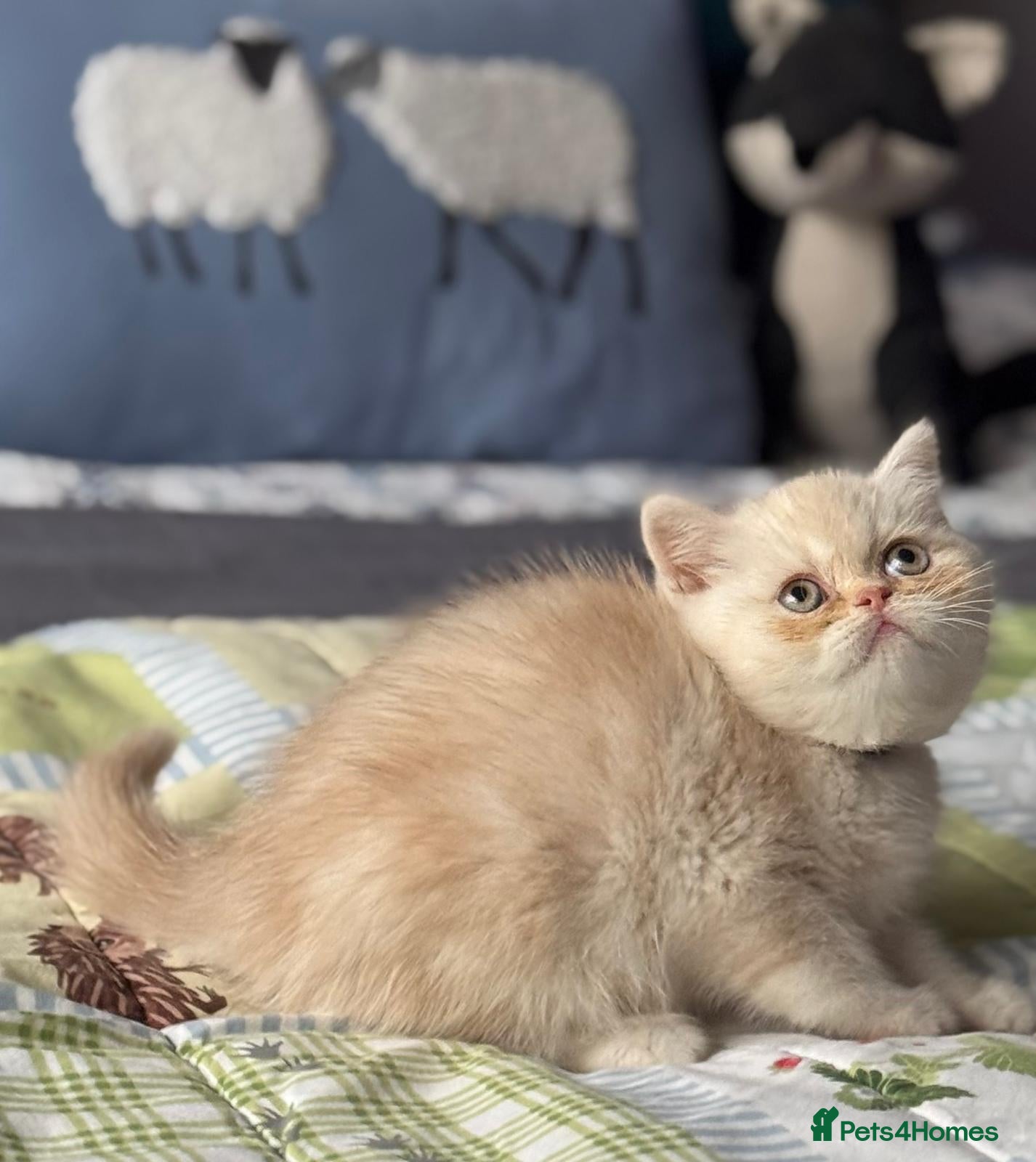 Exotic cats 8 month boy.pure bred exotic. Pedigree cream gene. - Advert 3