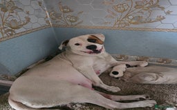 American Bulldog dogs for sale: American bulldog puppy  - Image 7