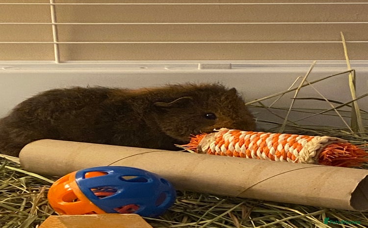 Guinea Pig rodents - Advert 3