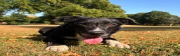 Border Collie dogs for sale: ONE REMAINING - Female Border Collie Puppies - Advert 18