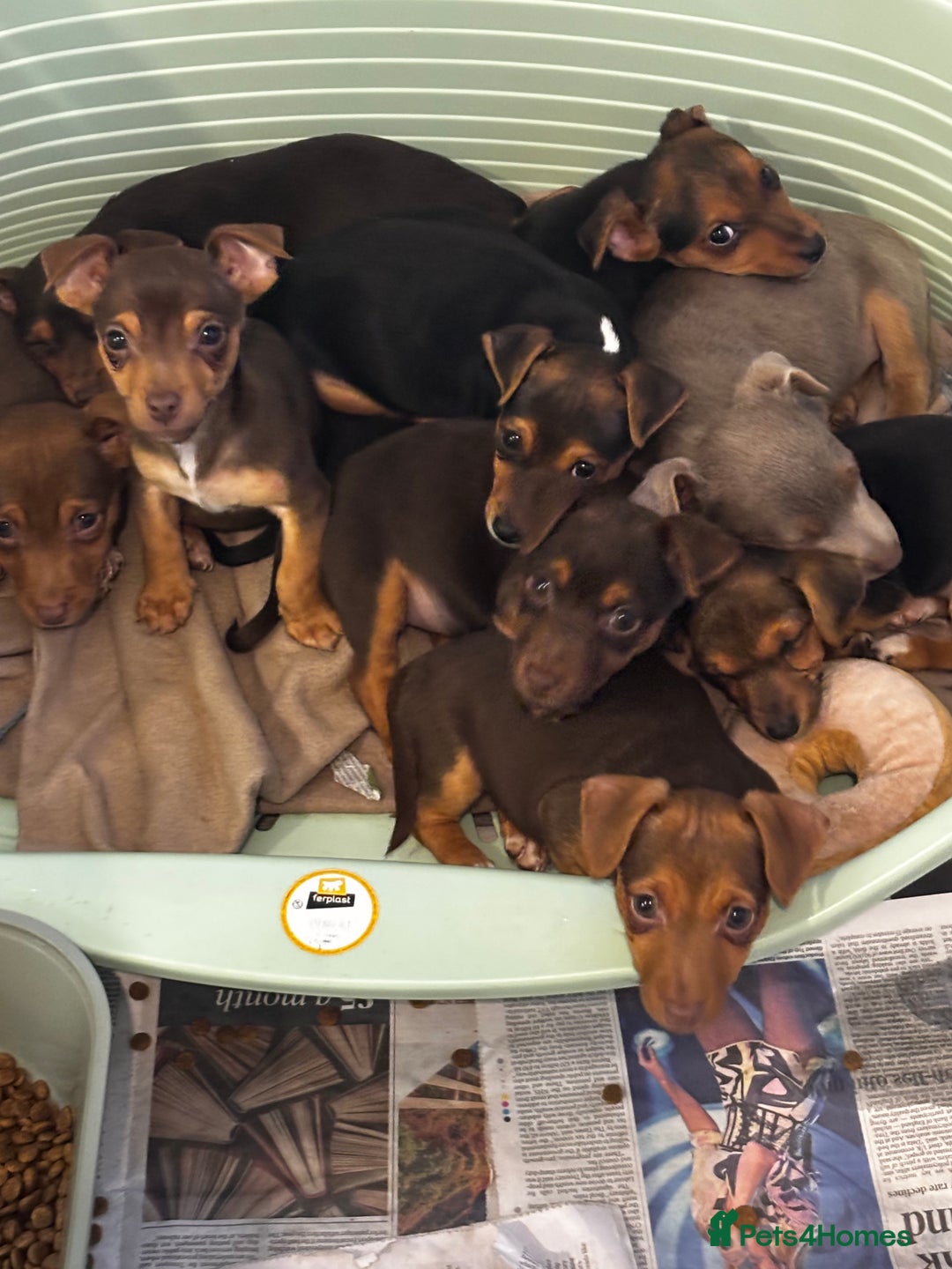 Jack Russell dogs for sale: Beautiful miniature pure Jack Russell’s  - Advert 18