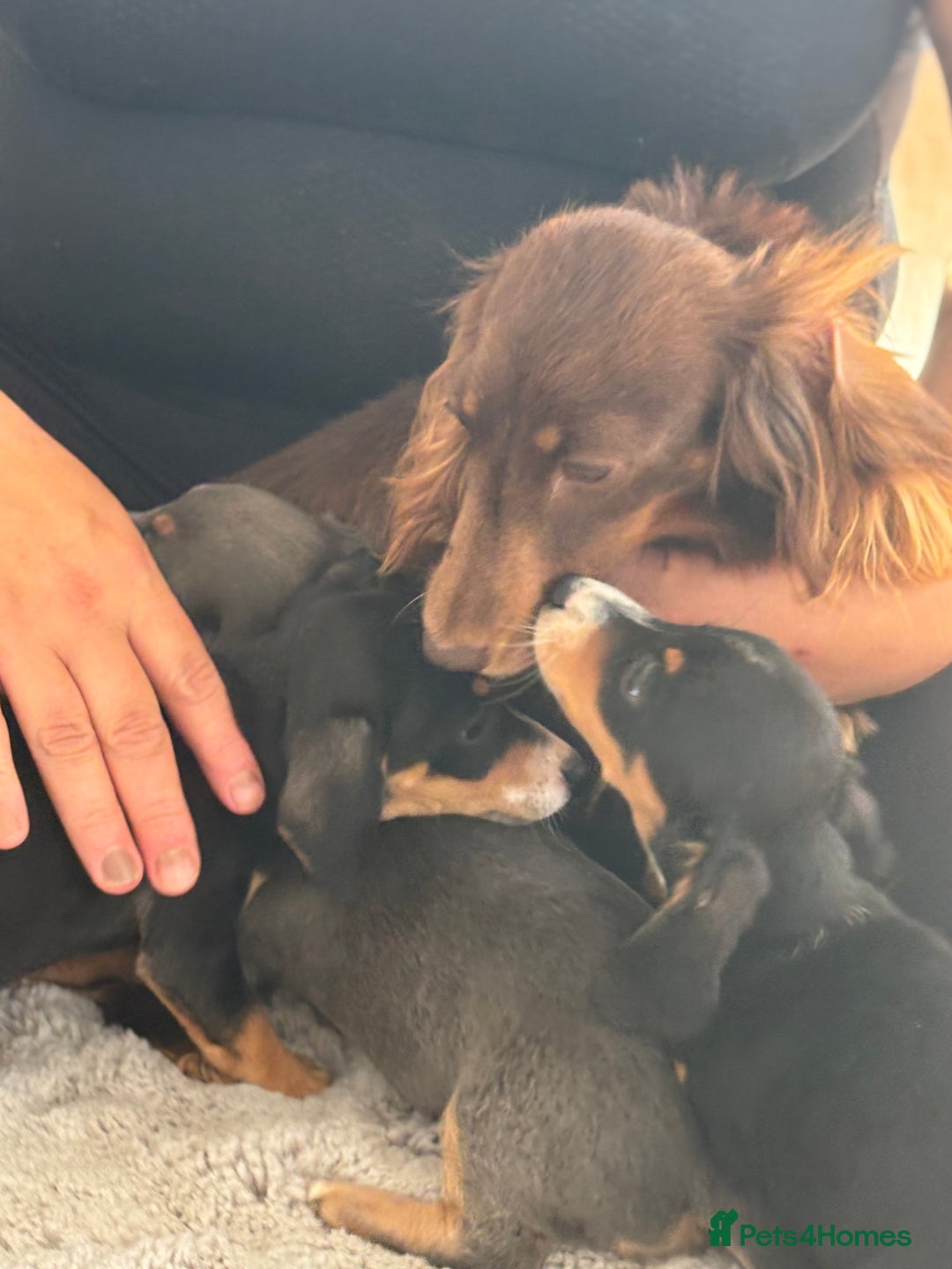 Miniature Dachshund dogs for sale: minature dachshund puppies available  - Image 13