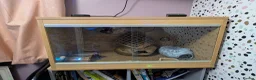 Leopard Gecko reptiles for sale: Juvenile leopard gecko - Advert 4