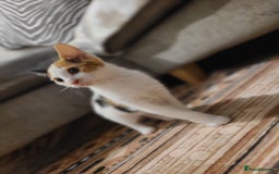 Mixed Breed cats for sale: Kittens  - Image 3