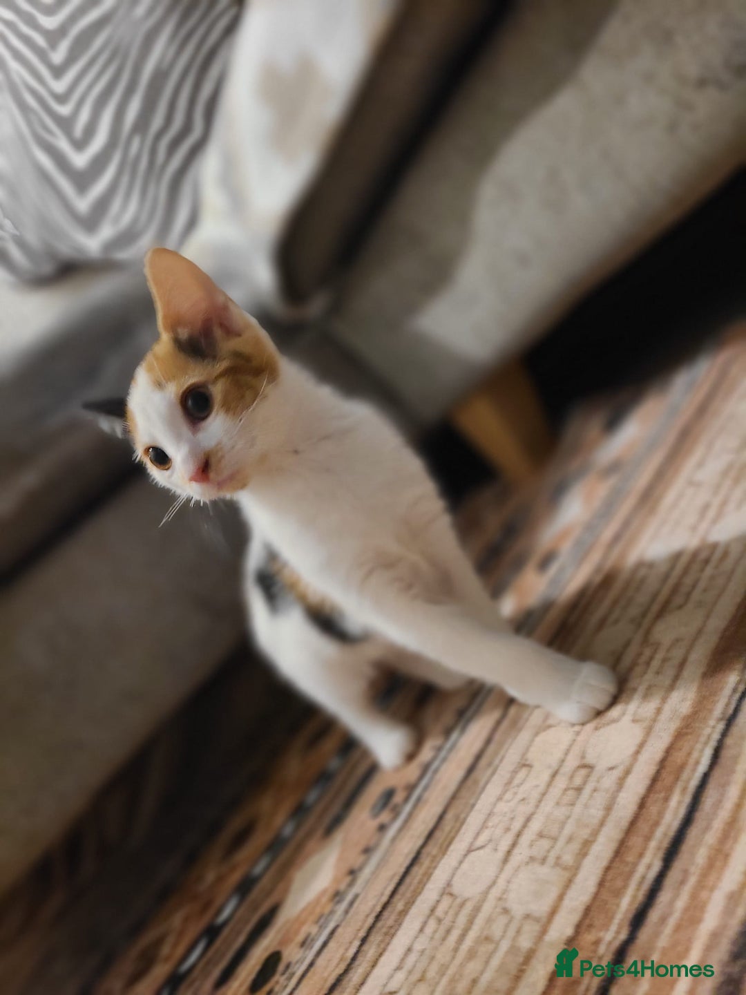 Mixed Breed cats for sale: Kittens  - Image 3