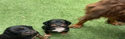 Cocker Spaniel dogs for sale: Beautiful working cocker spaniel puppies - Advert 12