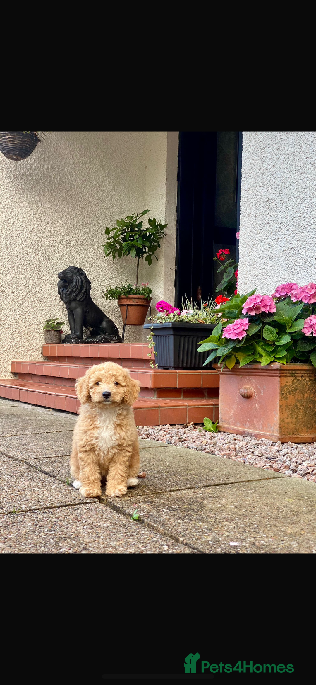 Cockapoo dogs for sale: F1b cockapoo puppies.  - Image 5