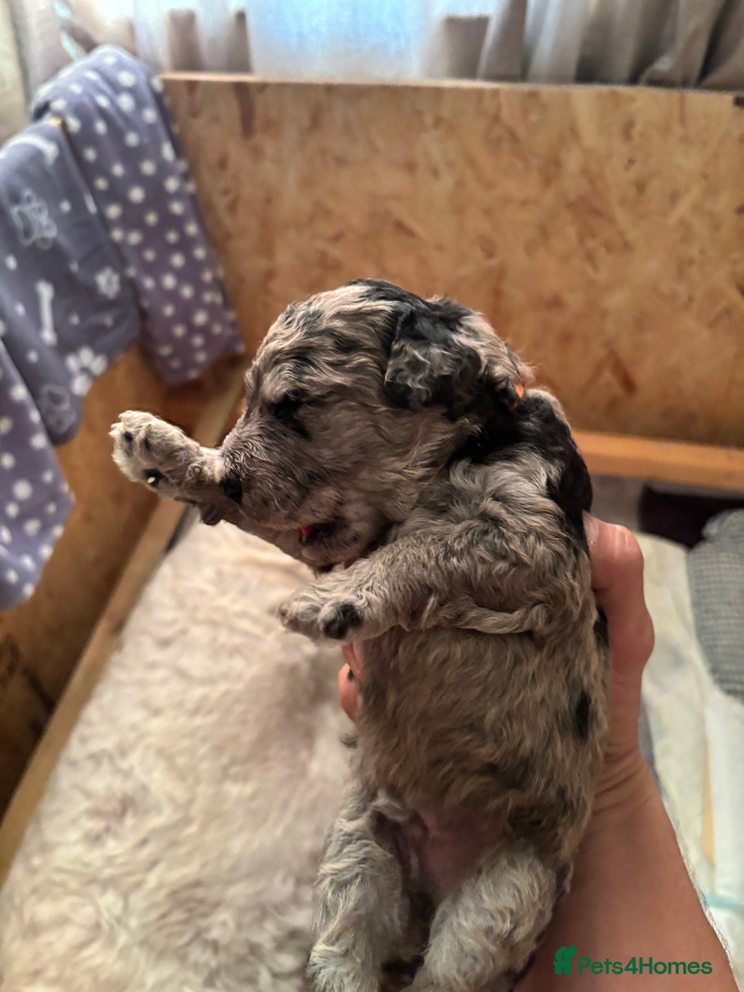 Goldendoodle dogs for sale: F1B Goldendoodle Puppies – Merle & Black – Essex - Image 7