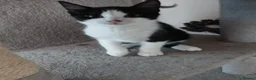 British Shorthair cats for sale: 2 lovely kittens search new homes  - Advert 6