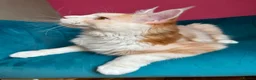 Maine Coon cats for sale: TICA Registered Red Shaded Maine Coon kitten - Advert 8