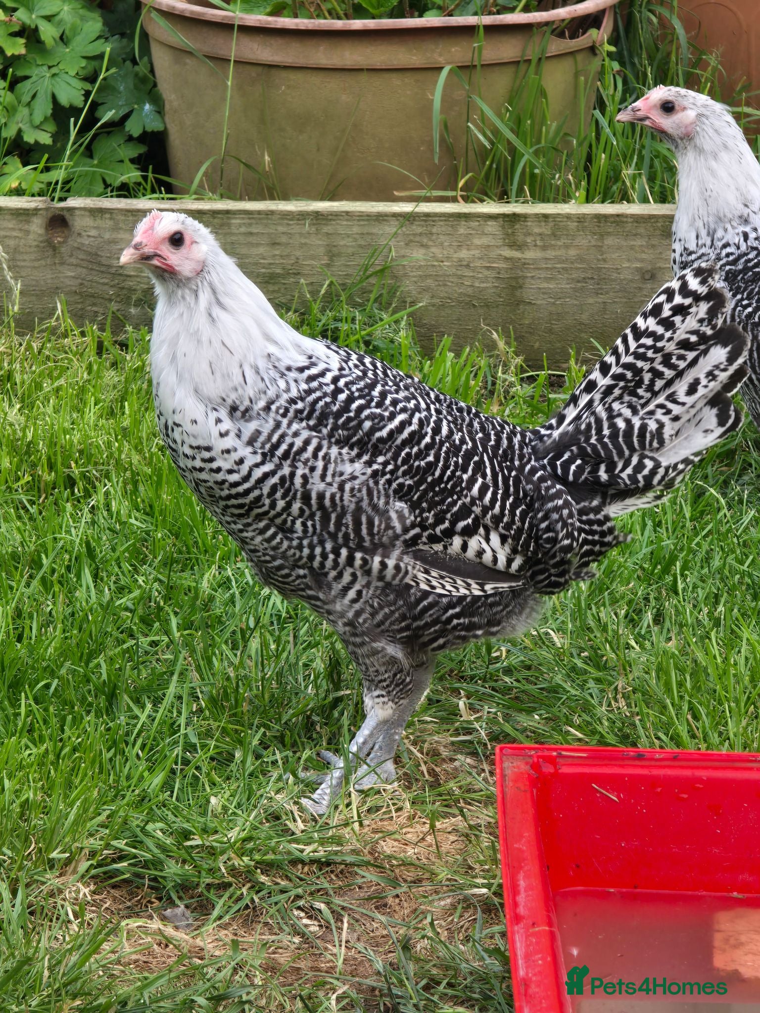 Chickens poultry Silver Campine pullets - Advert 14