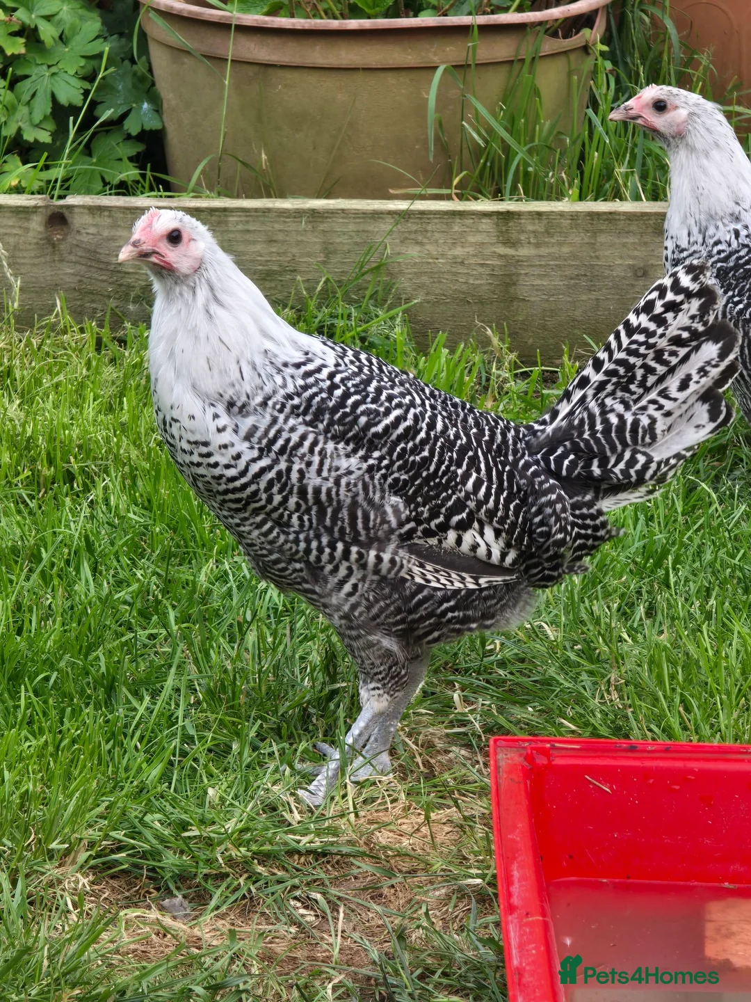 Chickens poultry for sale: Silver Campine pullets - Advert 1