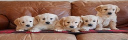 Golden Retriever dogs for sale: Stunning Health Tested Golden Retriever Puppies - Advert 8