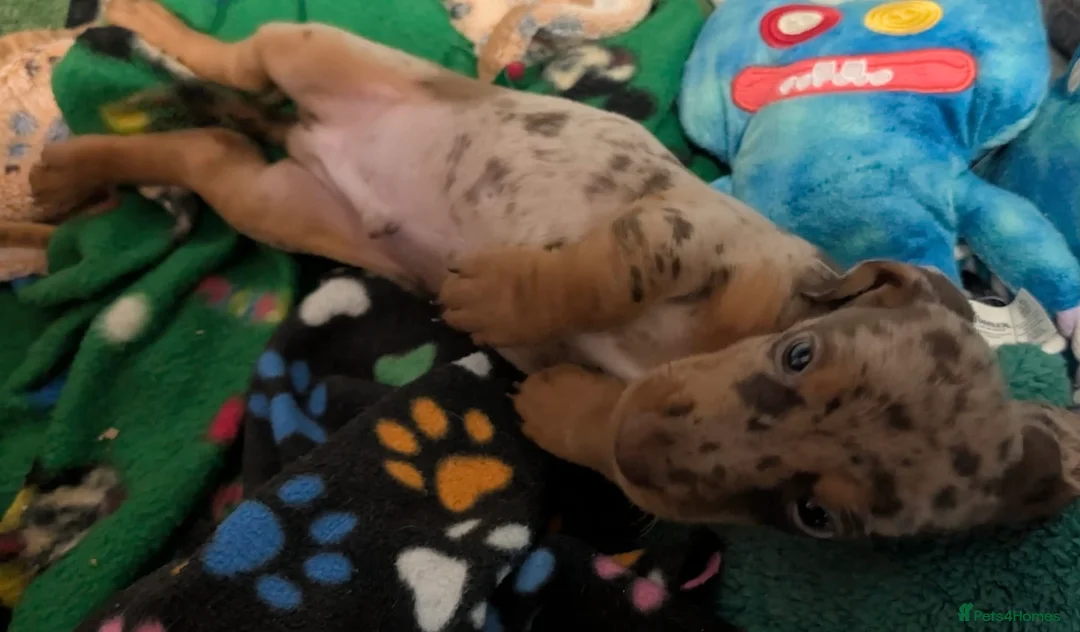 Miniature Dachshund dogs for sale: Gorgeous little sausages ready to leave  in Coleford - Advert 31