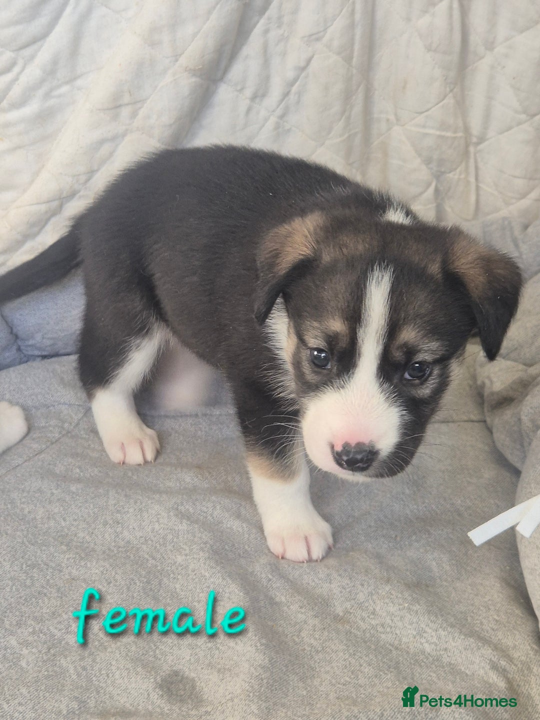 Mixed Breed dogs for sale: Husky cross puppies for sale  - Image 6